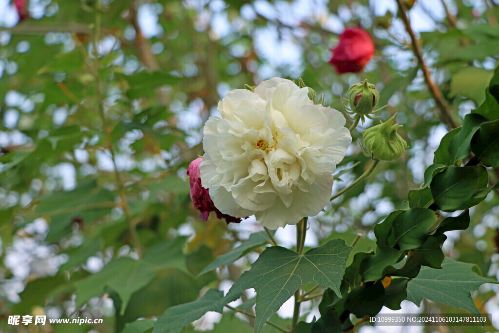 白色木芙蓉花