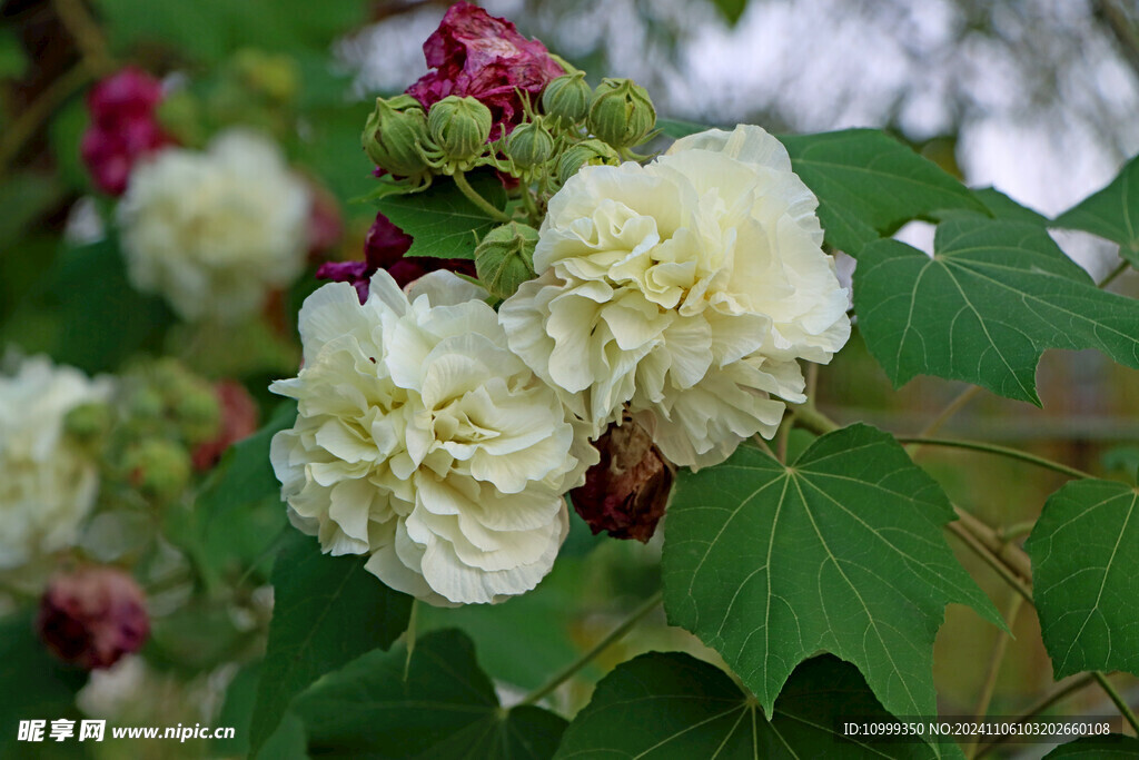 白色木芙蓉花