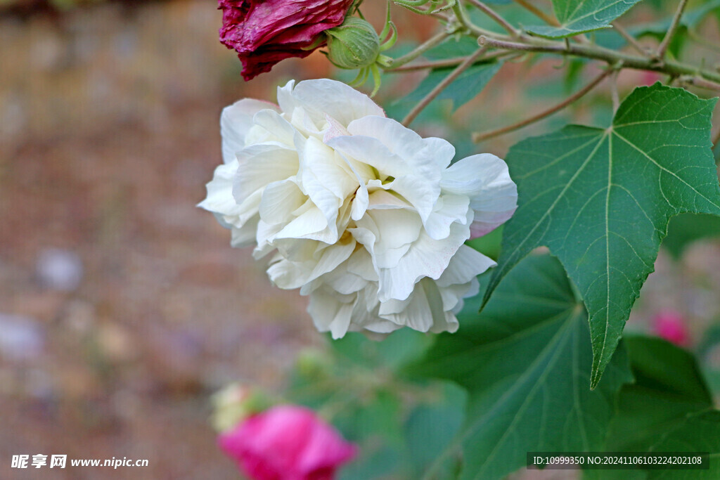白色木芙蓉花