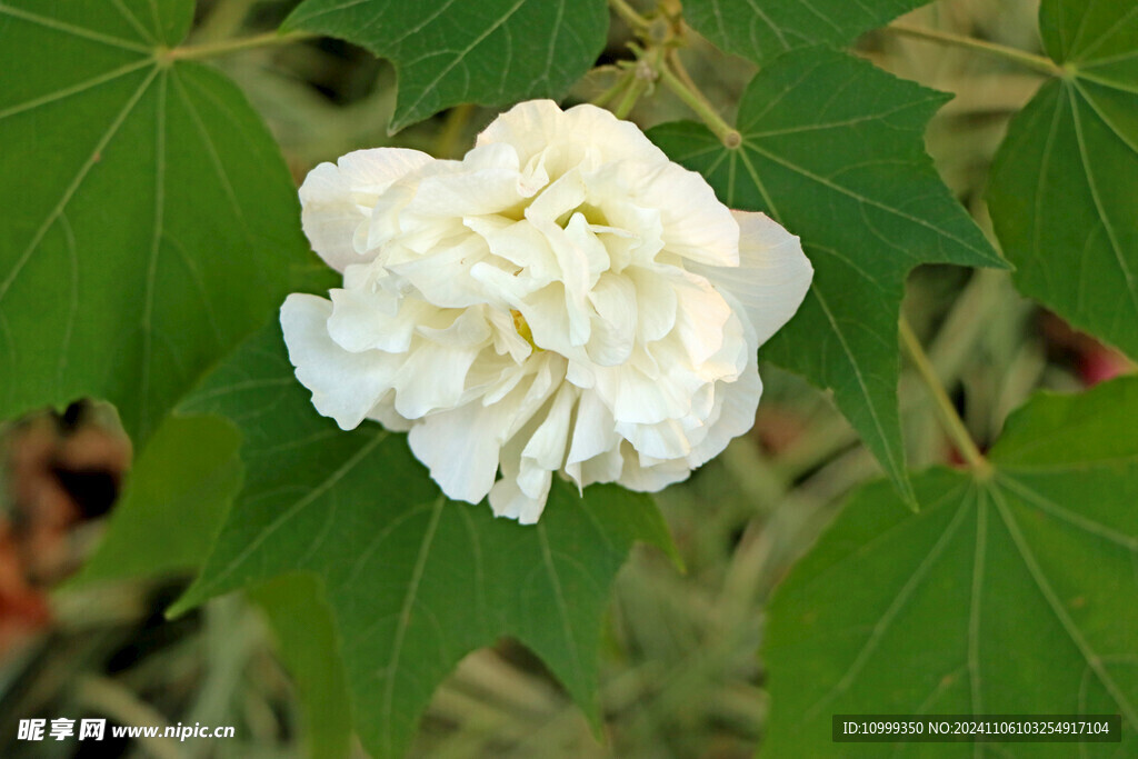 白色木芙蓉花