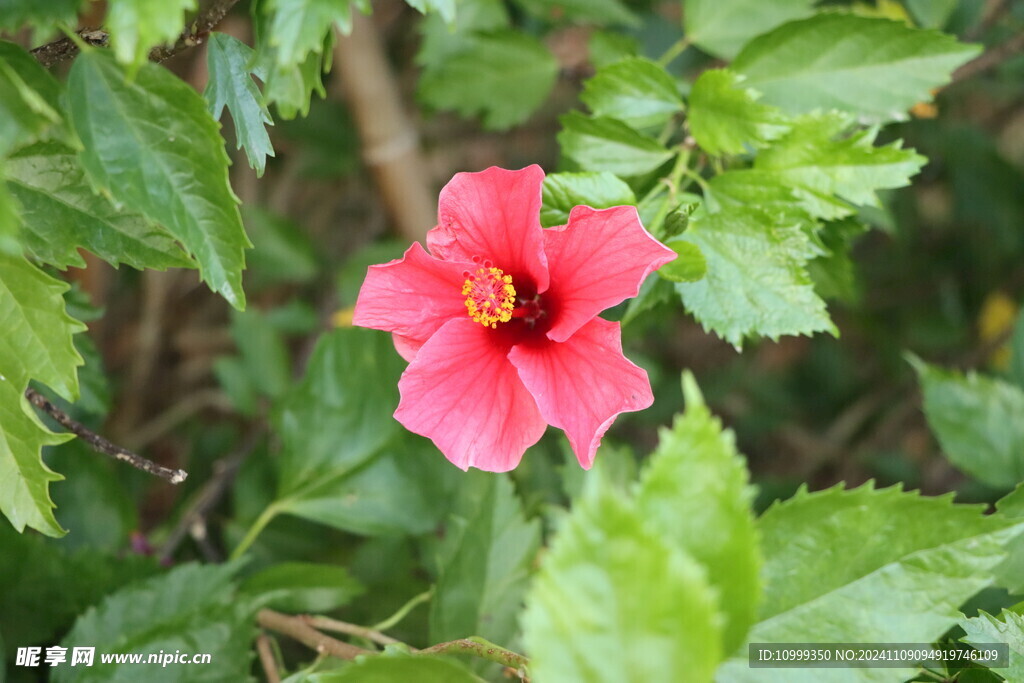 扶桑花