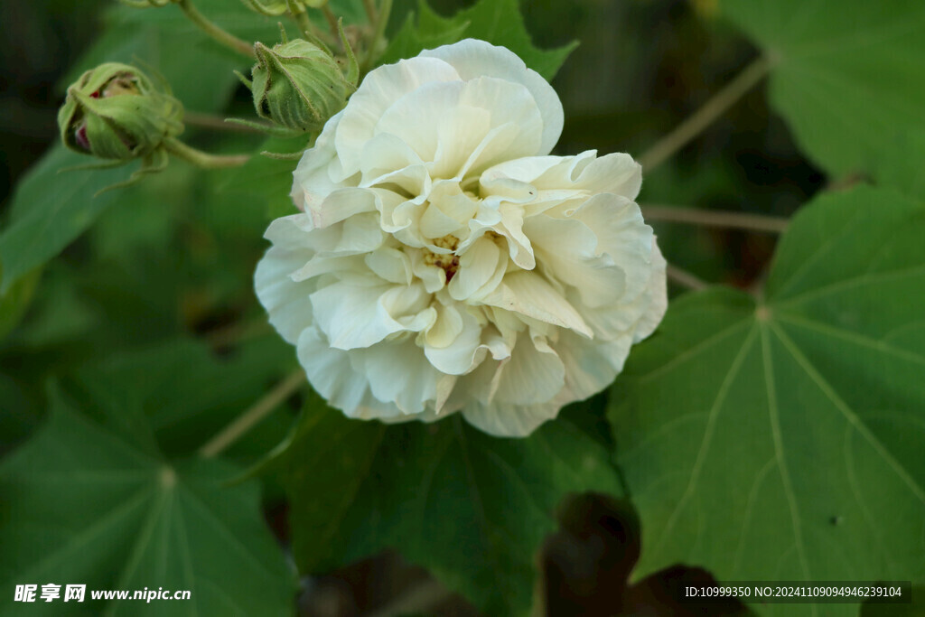 白色木芙蓉花 