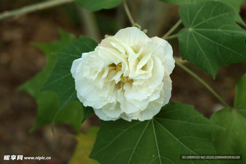 白色木芙蓉花