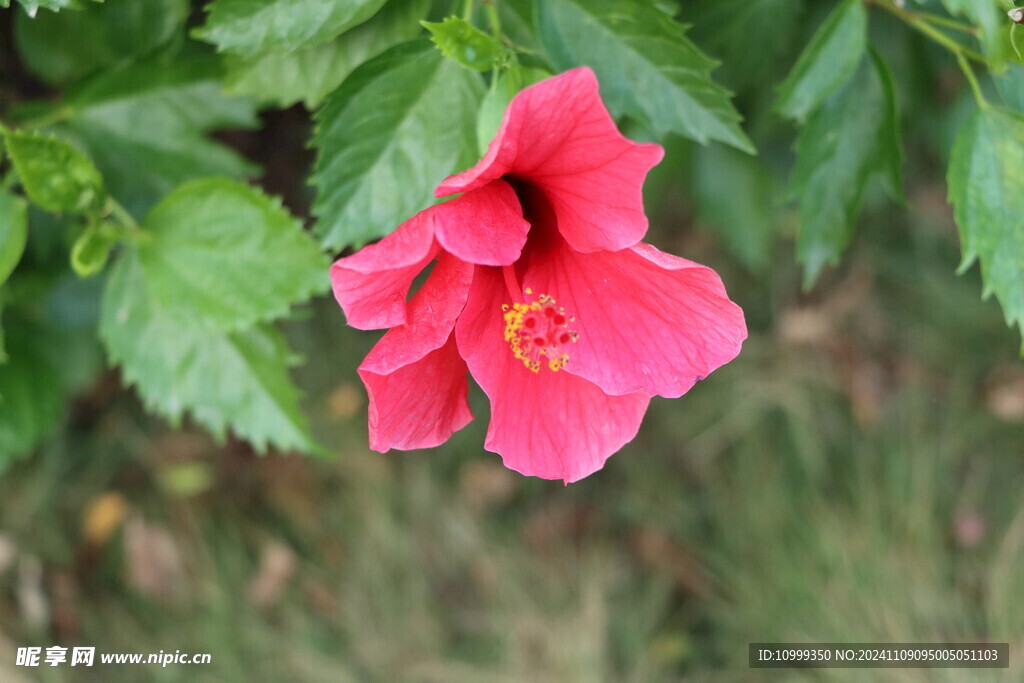 扶桑花