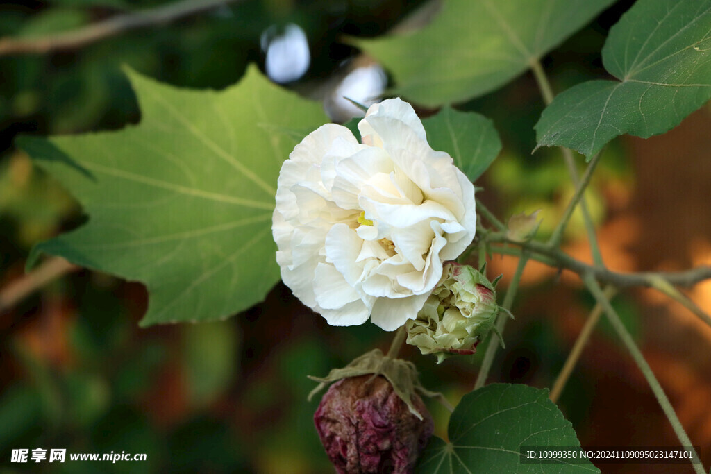 白色木芙蓉花