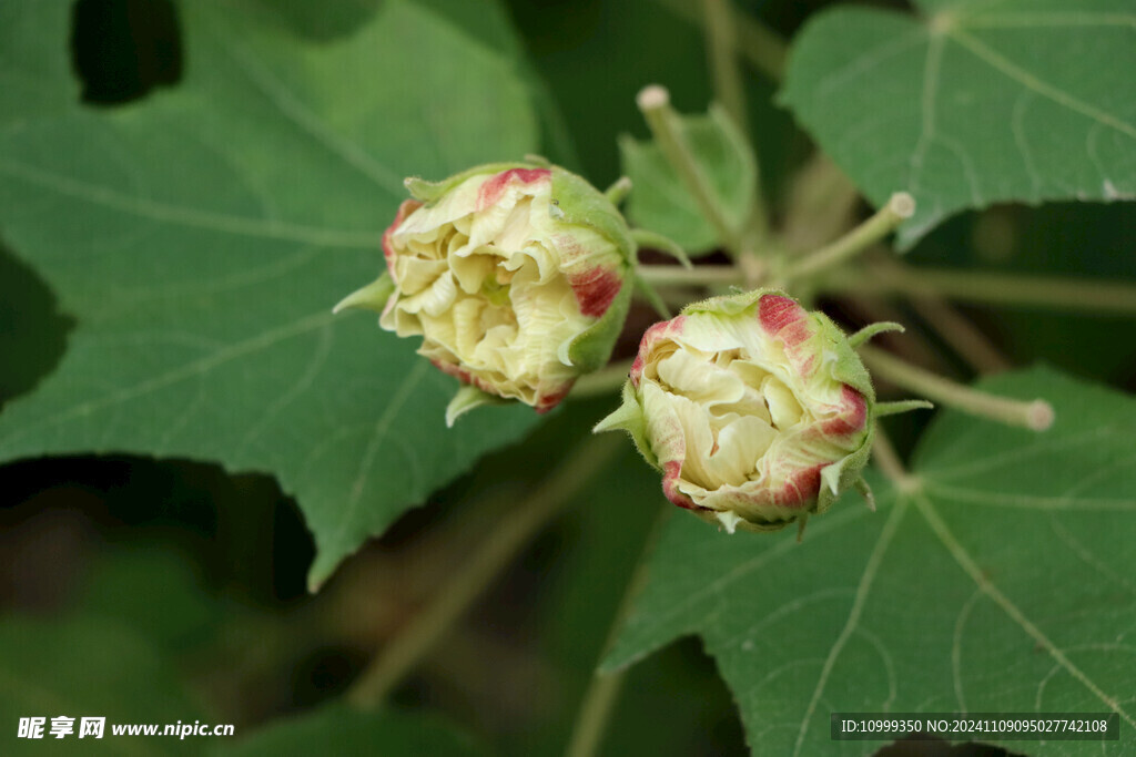 木芙蓉花苞