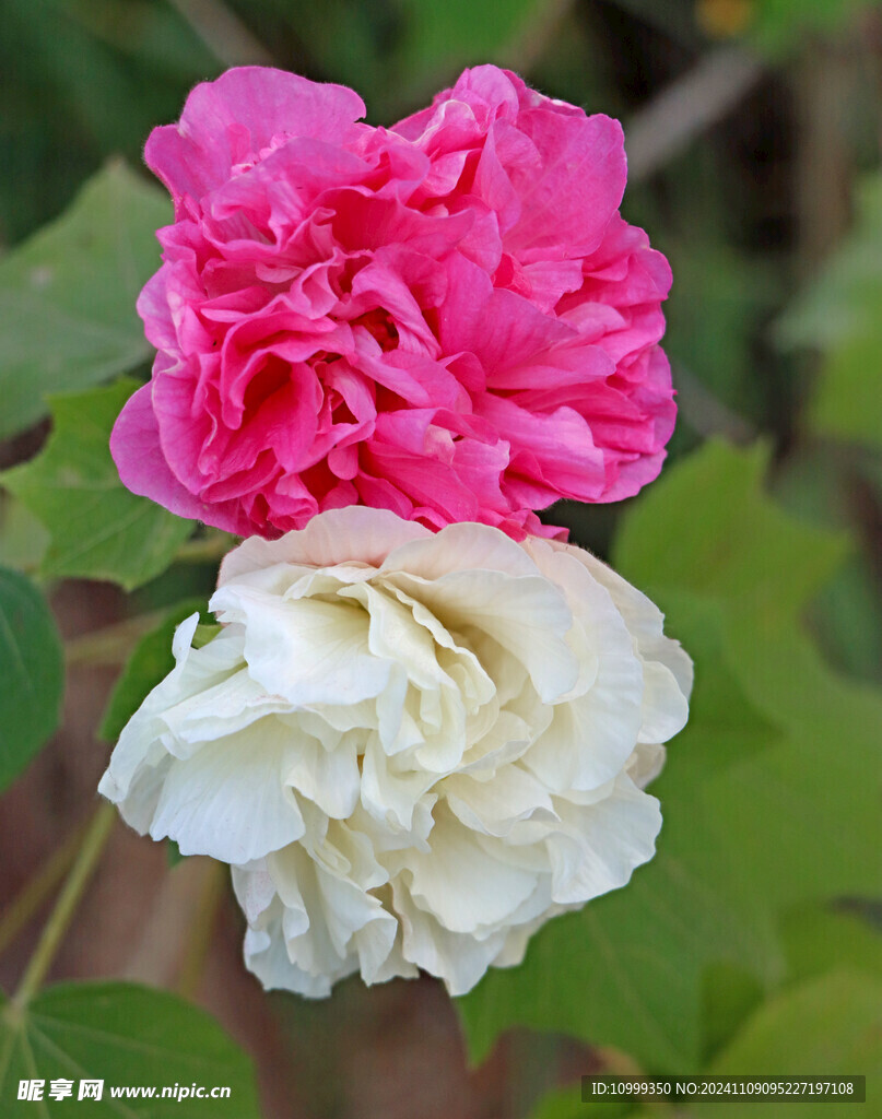 粉色木芙蓉花