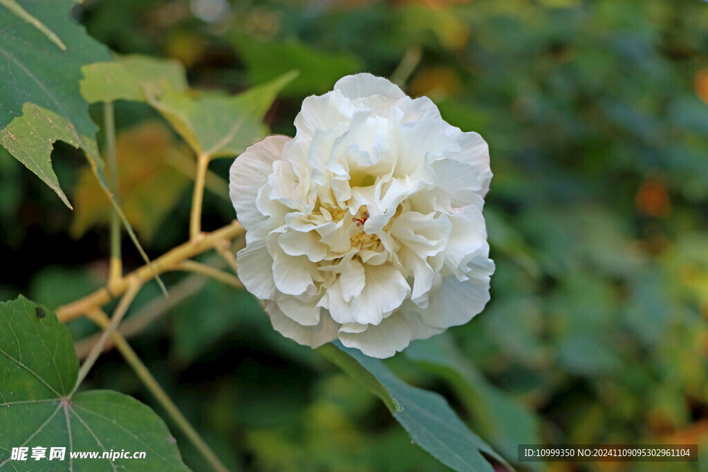 粉色木芙蓉花