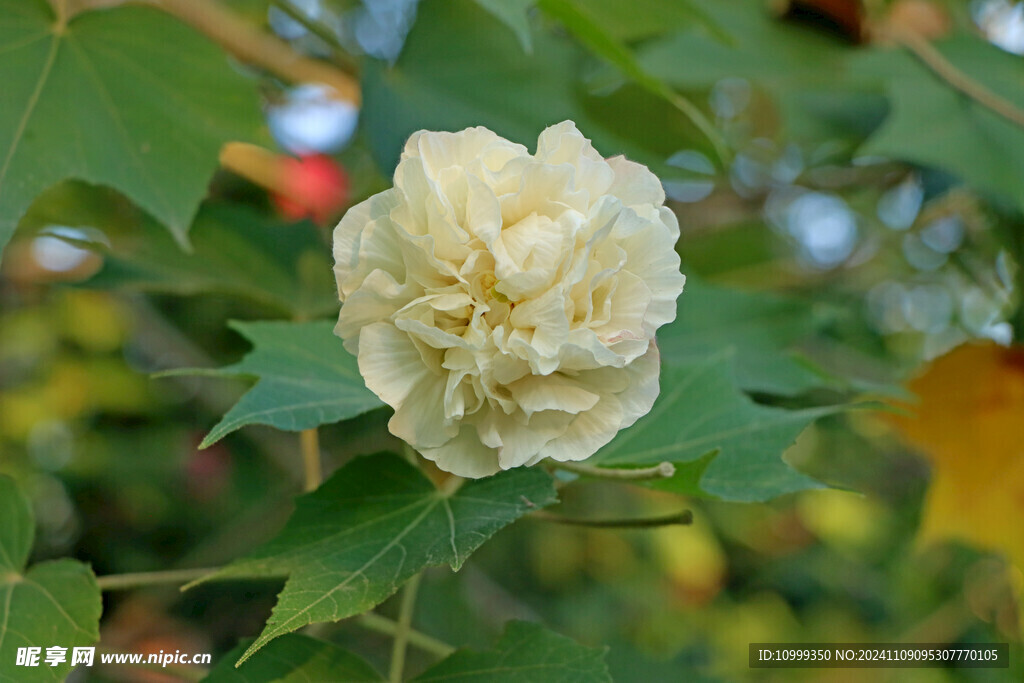 粉色木芙蓉花
