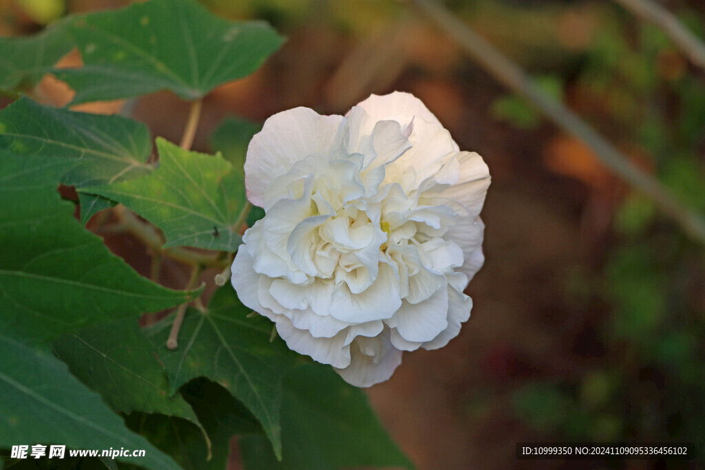 白色木芙蓉花