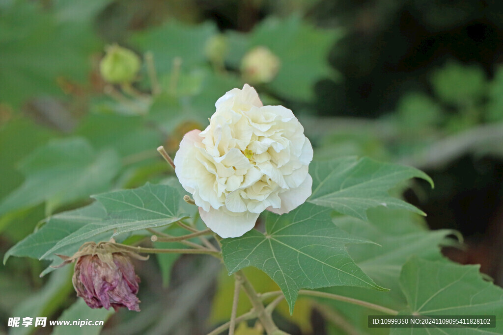 白色木芙蓉花