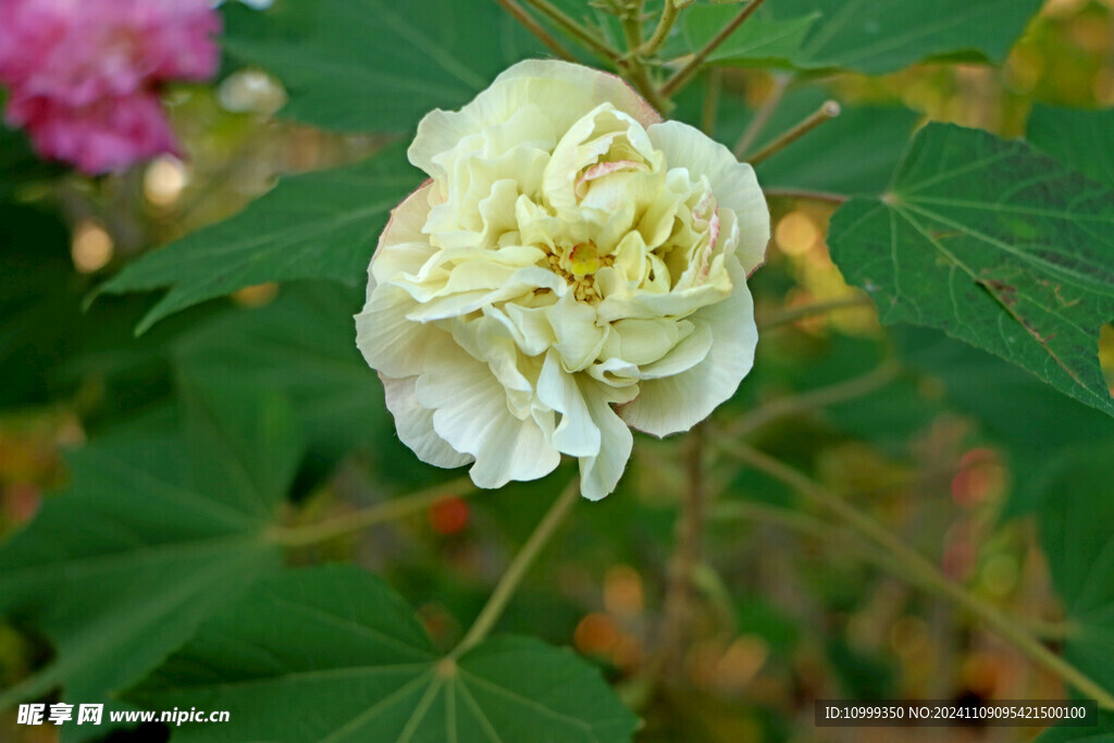 白色木芙蓉花