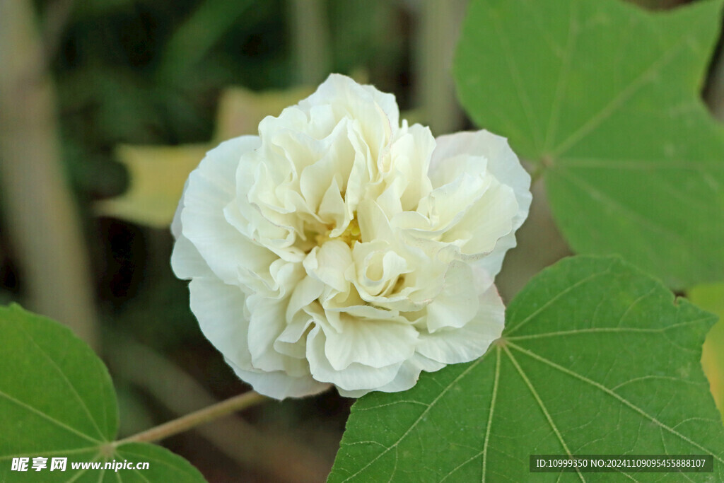白色木芙蓉花