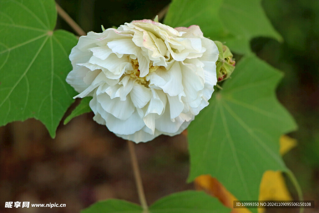 白色木芙蓉花