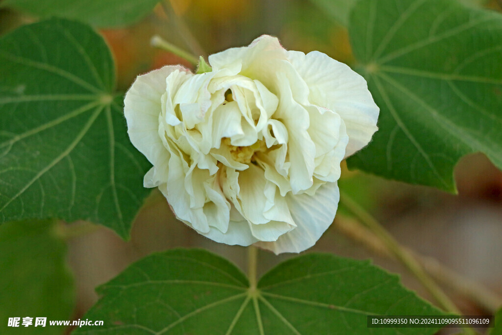 白色木芙蓉花