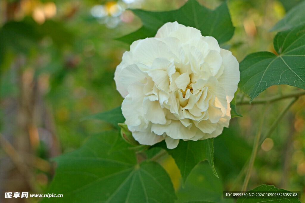 白色木芙蓉花