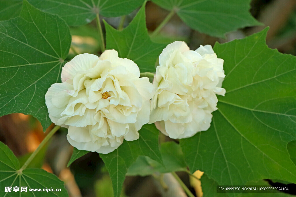 白色木芙蓉花