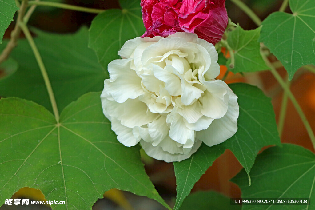 白色木芙蓉花