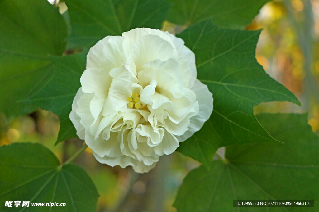 白色木芙蓉花