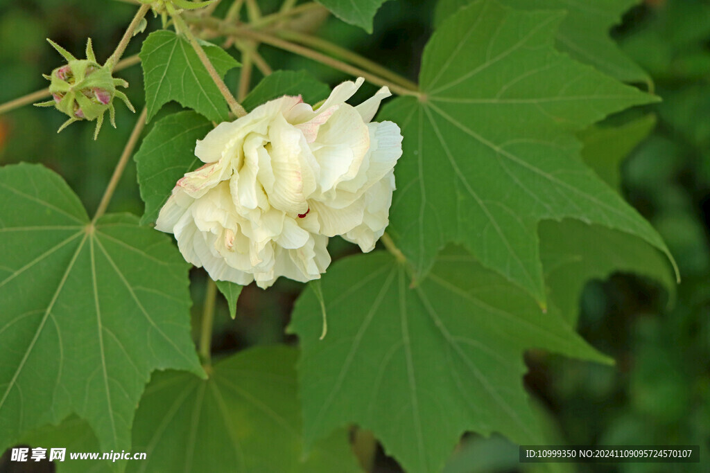 白色木芙蓉花