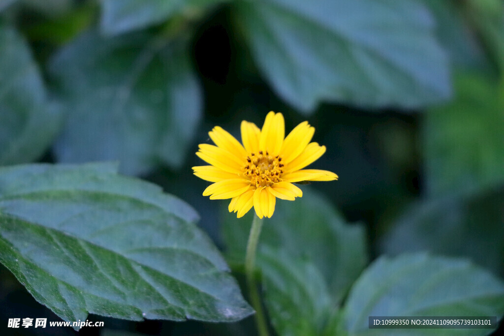 黄色野菊花