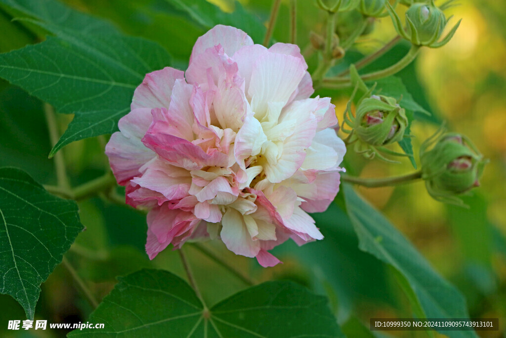 粉色木芙蓉花