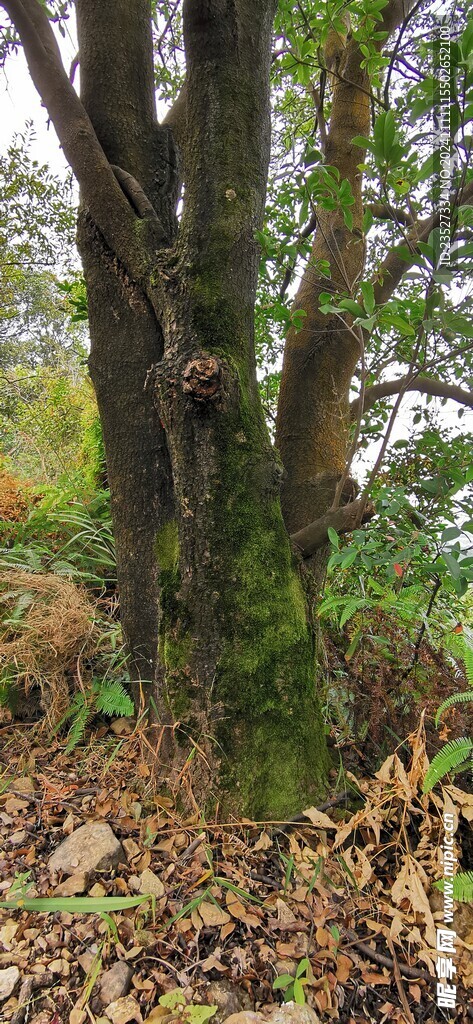  森林中树上的绿苔