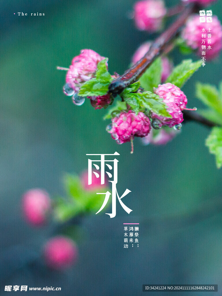 雨水节海报展板素材