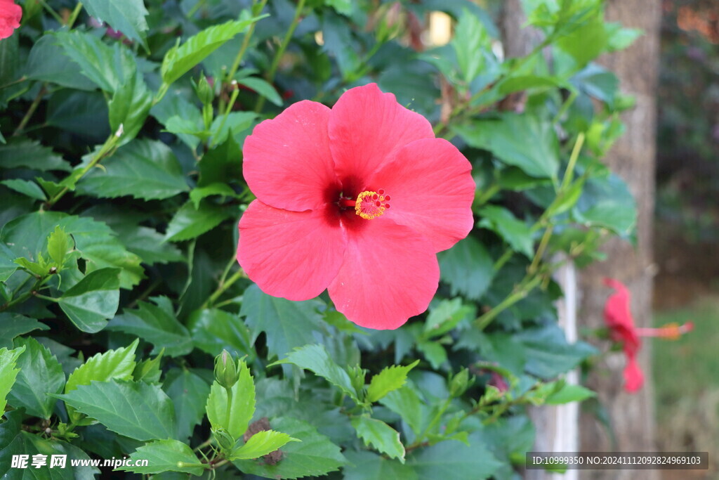 扶桑花