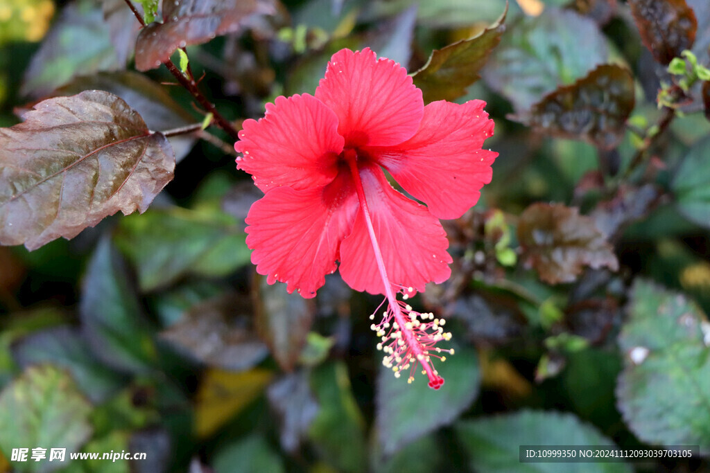 扶桑花