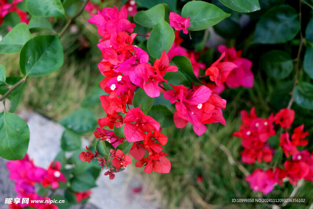 三角梅