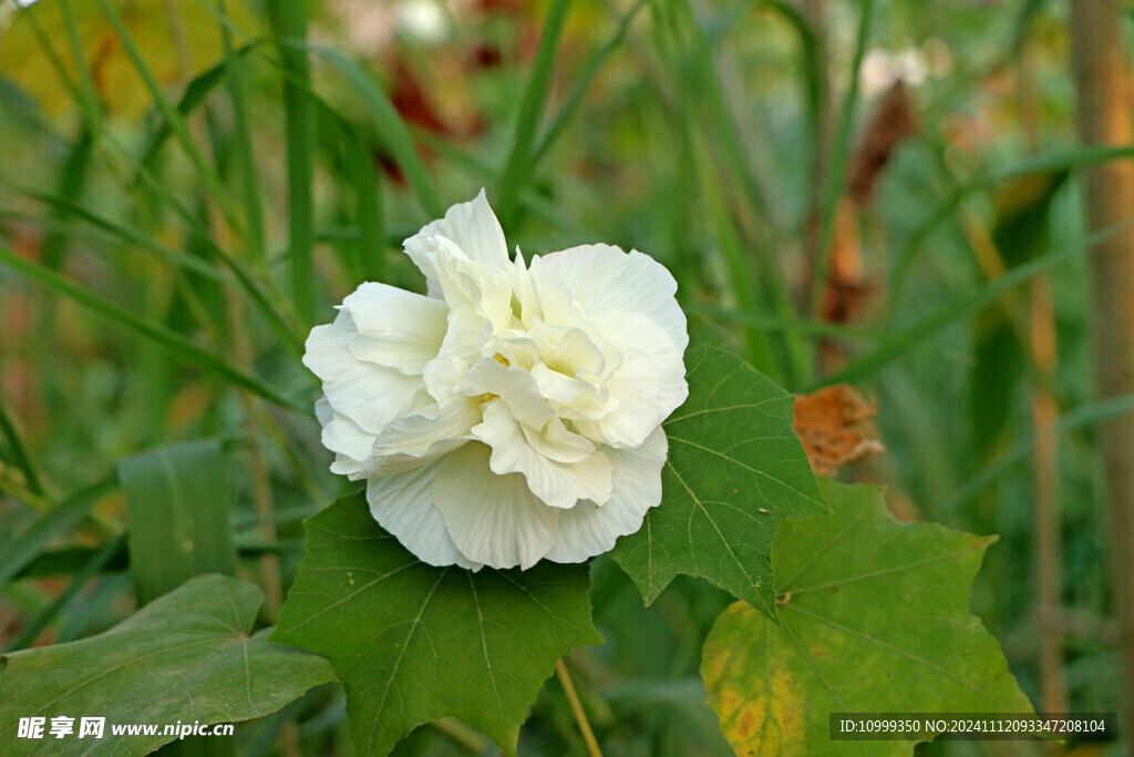 白色木芙蓉花