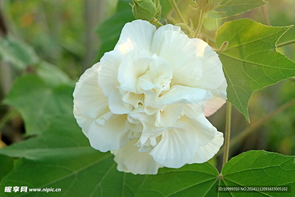 白色木芙蓉花