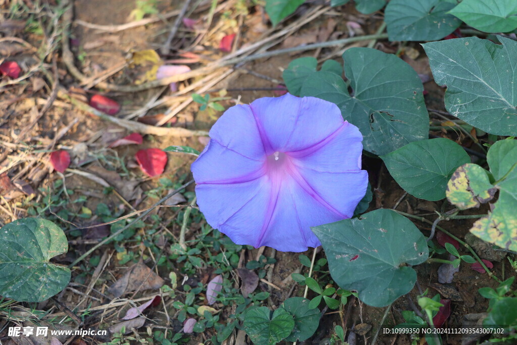 牵牛花 