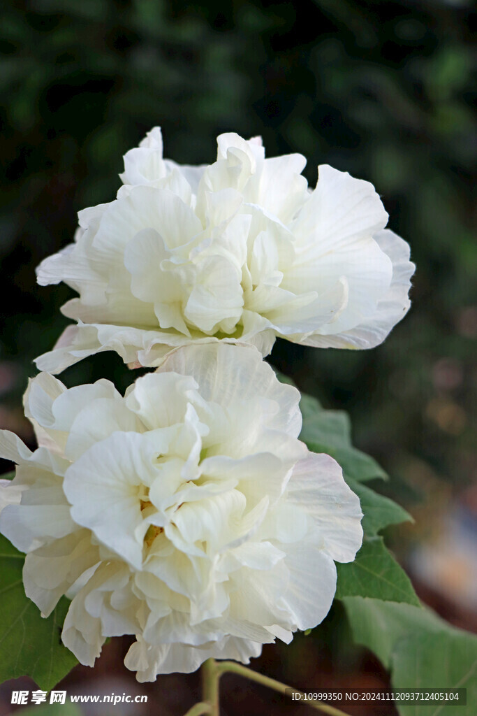 白色木芙蓉花