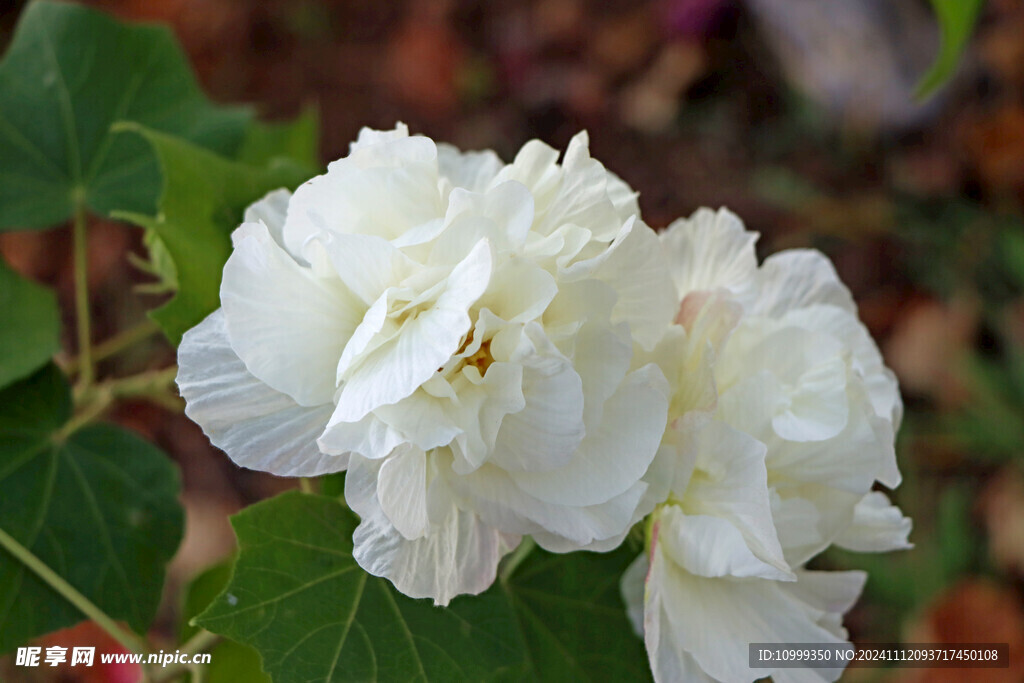 白色木芙蓉花