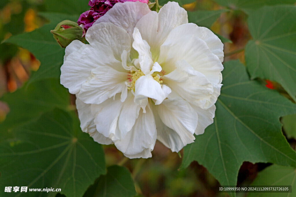 白色木芙蓉花