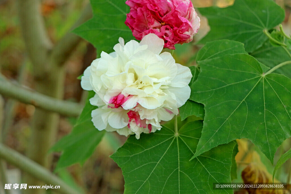 白色木芙蓉花