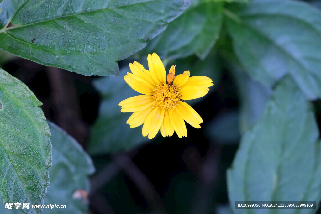黄色野菊花