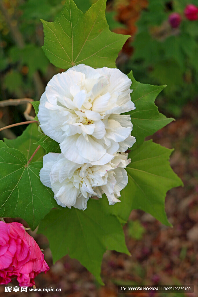 白色木芙蓉花