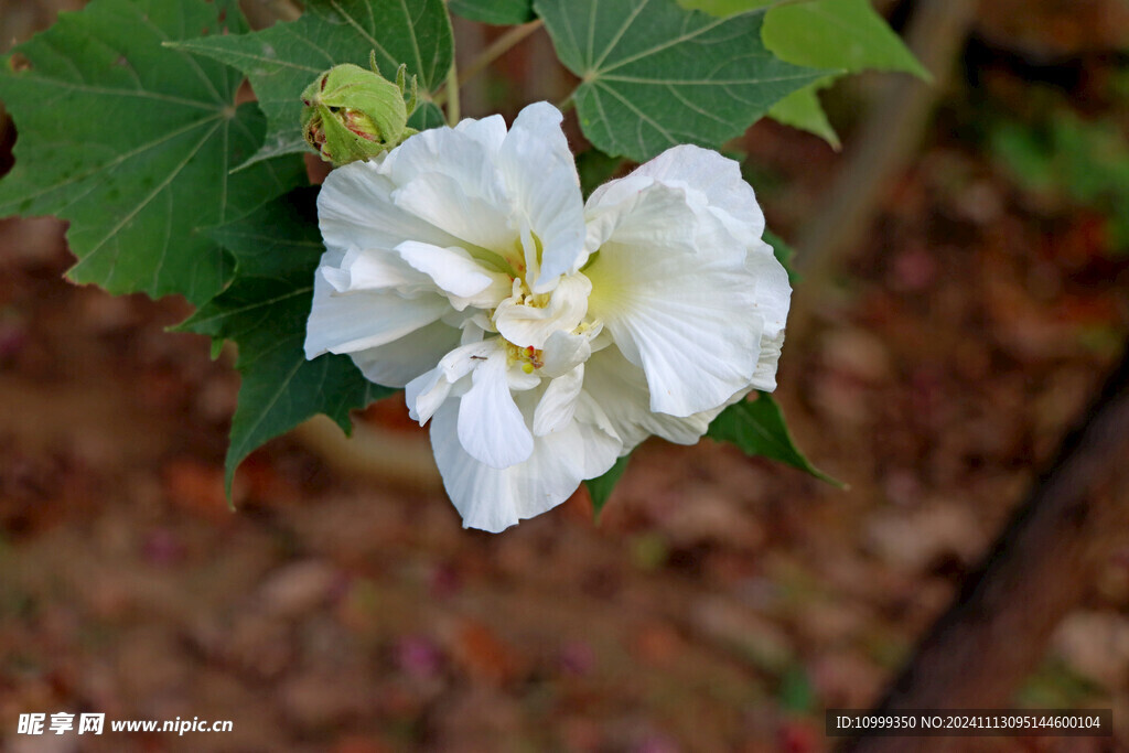 白色木芙蓉花