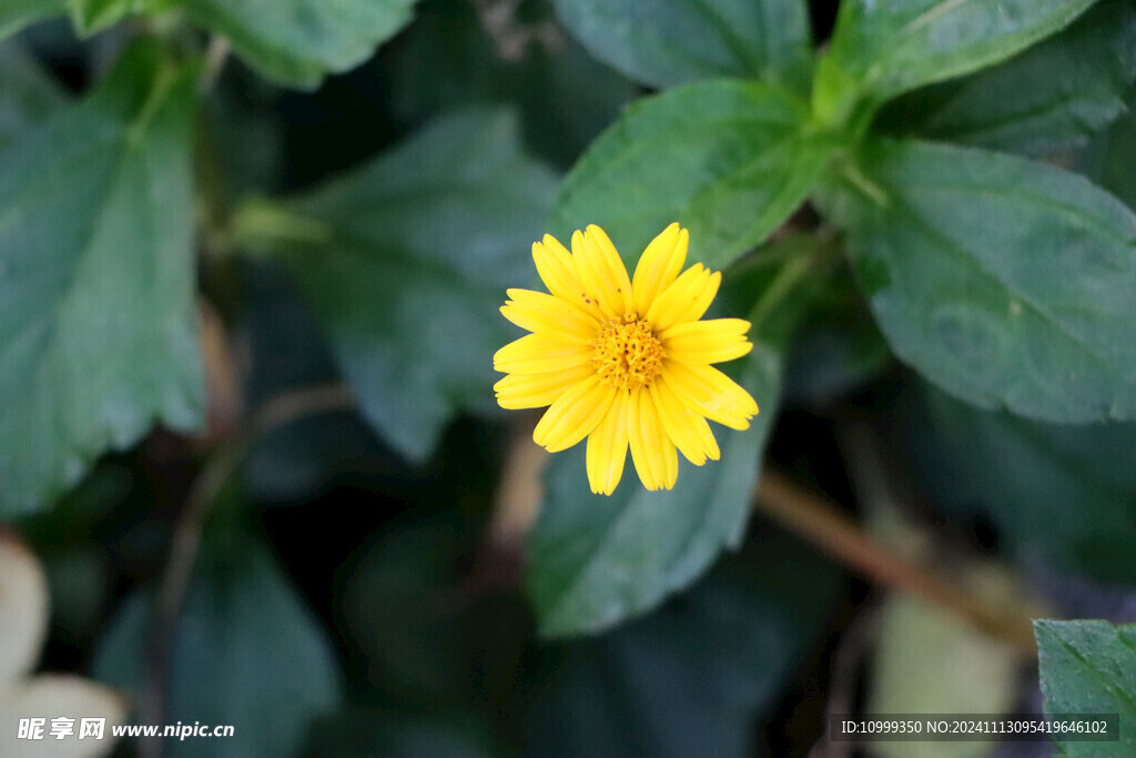 黄色野菊花