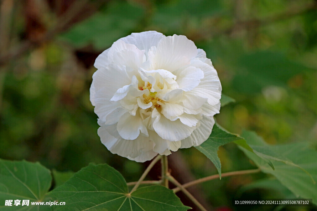 白色木芙蓉花