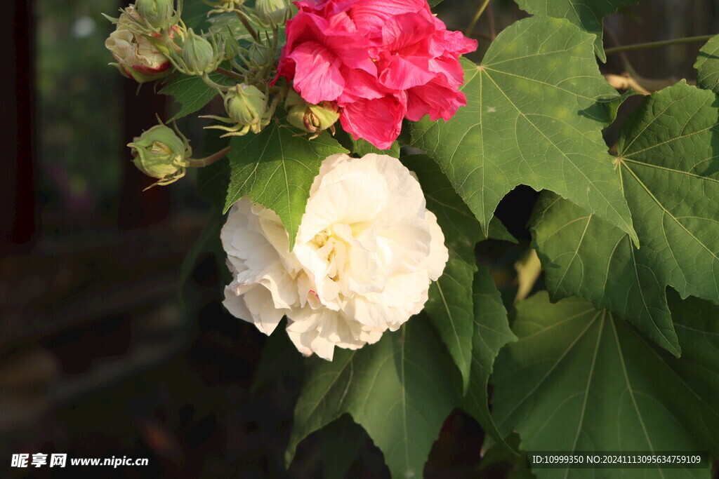 白色木芙蓉花