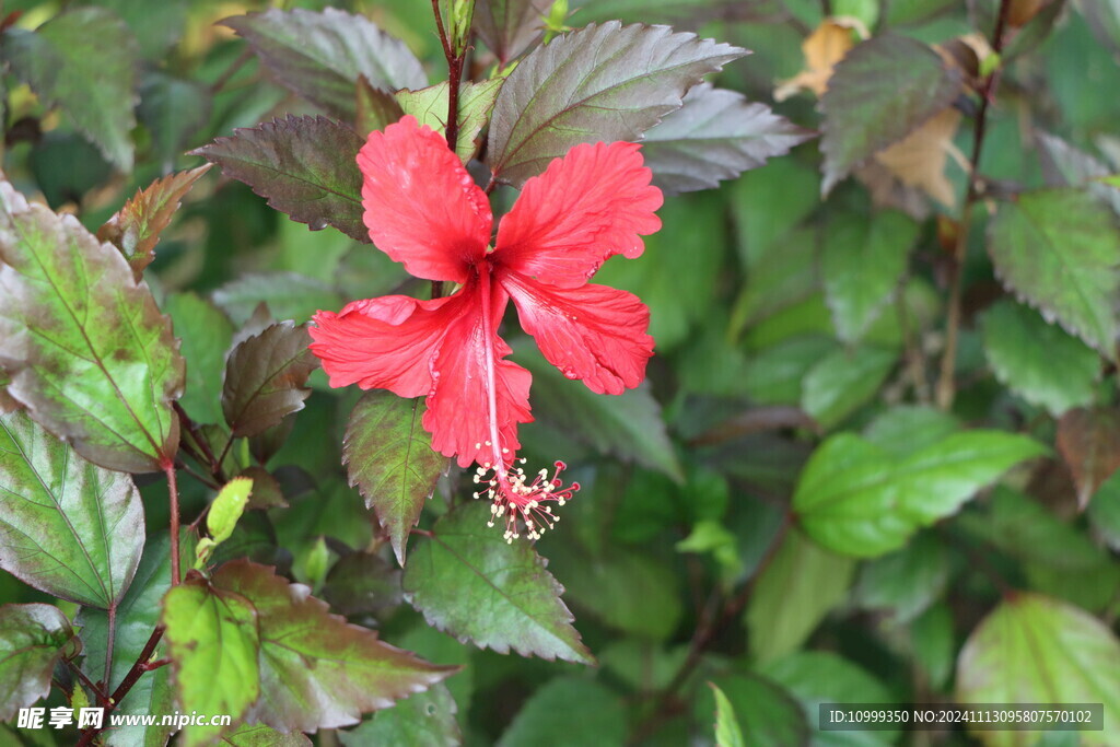 扶桑花