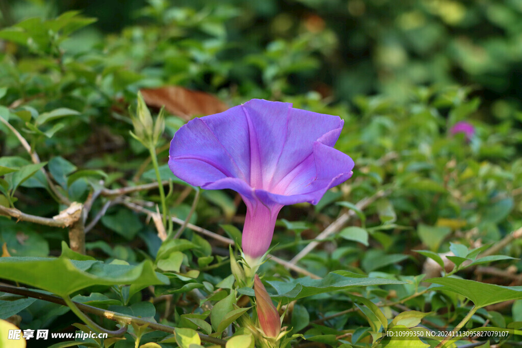 牵牛花