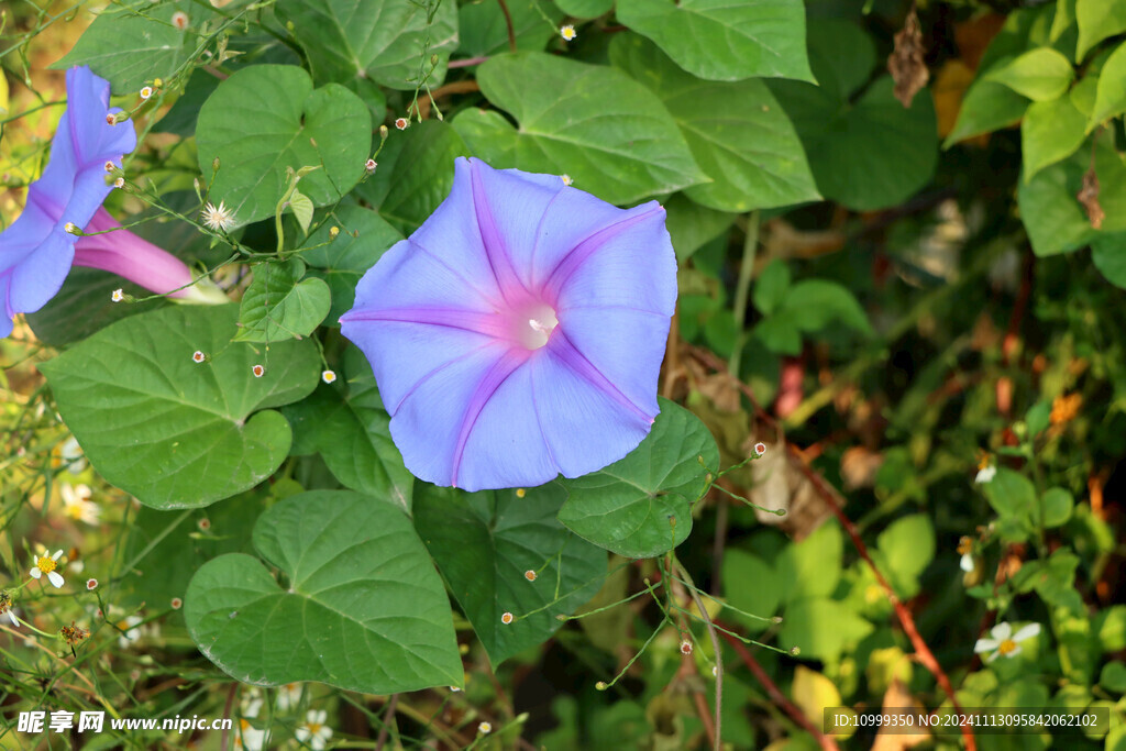 牵牛花