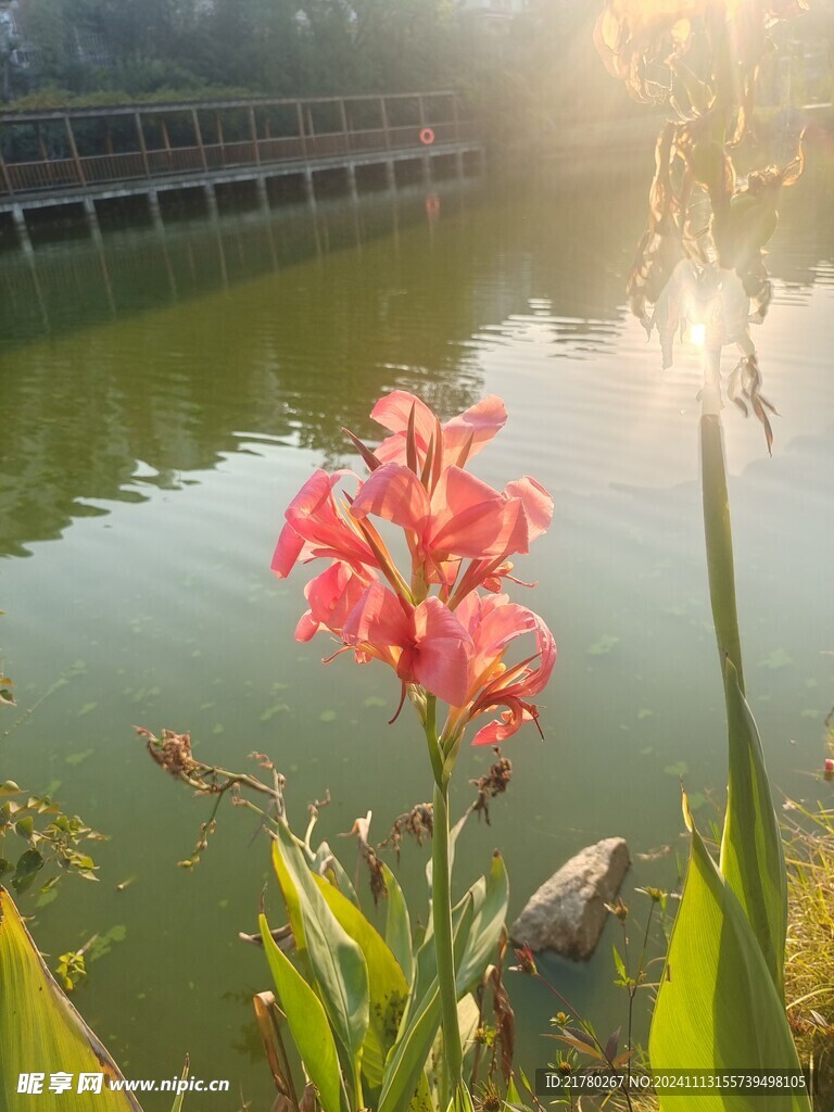 美人蕉