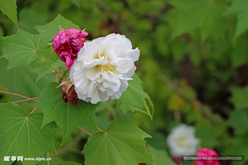 白色木芙蓉花