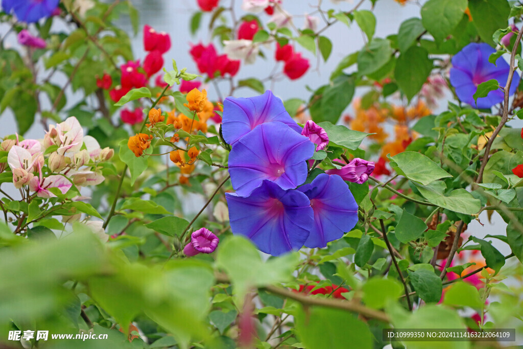 牵牛花